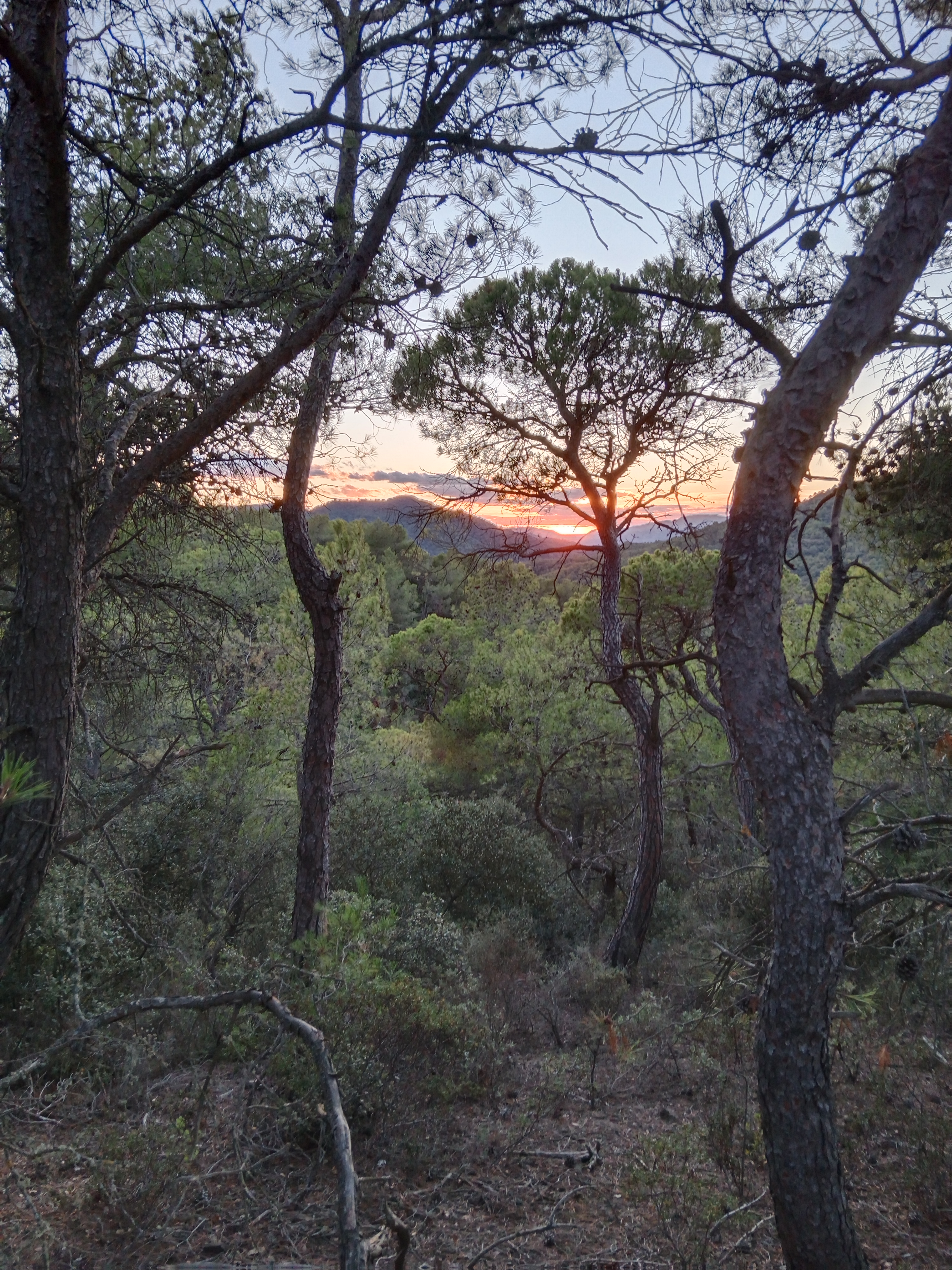TERAPIA : LOS ARBOLES NO TE DEJAN VER EL BOSQUE

